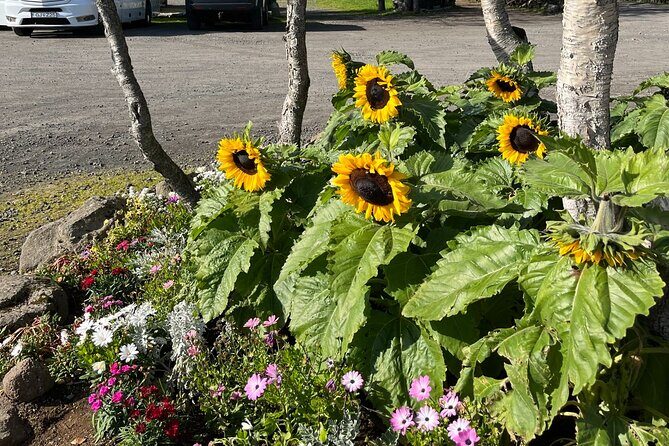 Private Guided Tour Golden Circle & Friðheimar Greenhouse Iceland - Private Golden Circle pacing from Reykjavík pickup