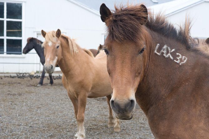 Viking Horse Riding and Golden Circle Tour from Reykjavik - The Icelandic Horse Ride: Gentle, Steady, and Actually Fun